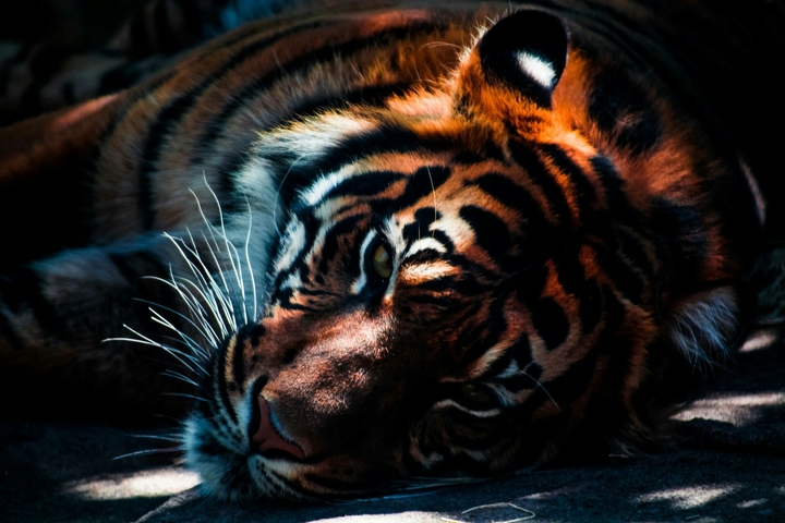tiger