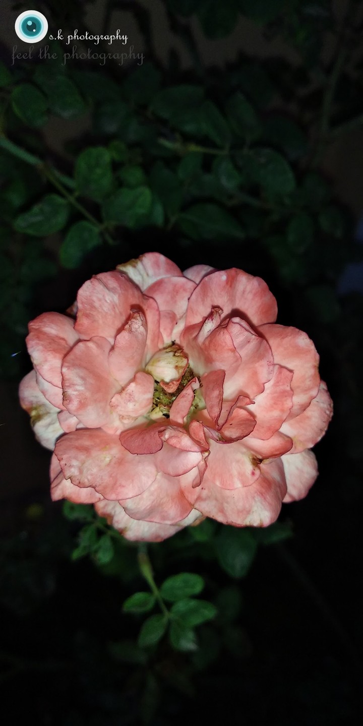 saddest rose