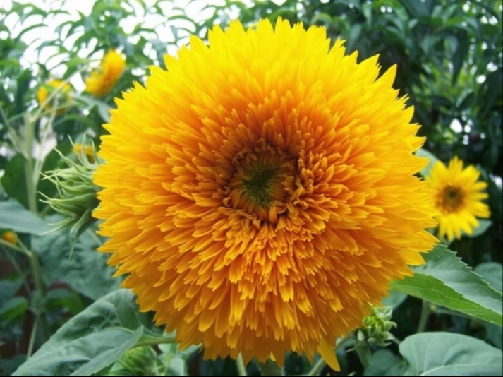 "Girasol Leon"