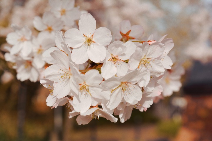 blossom