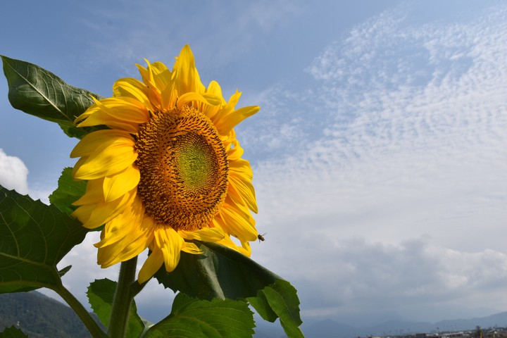 sun flower