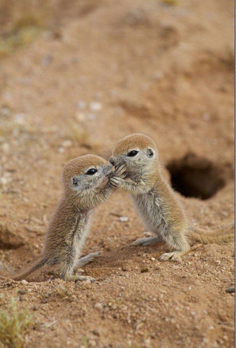 bébé animal