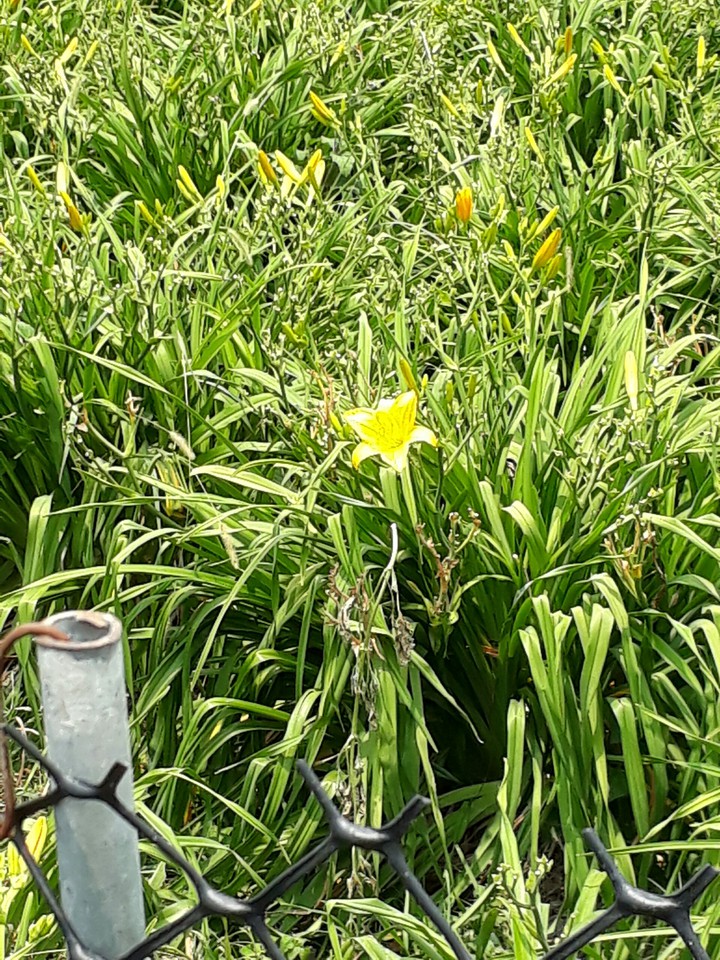 Lily flower 金針花