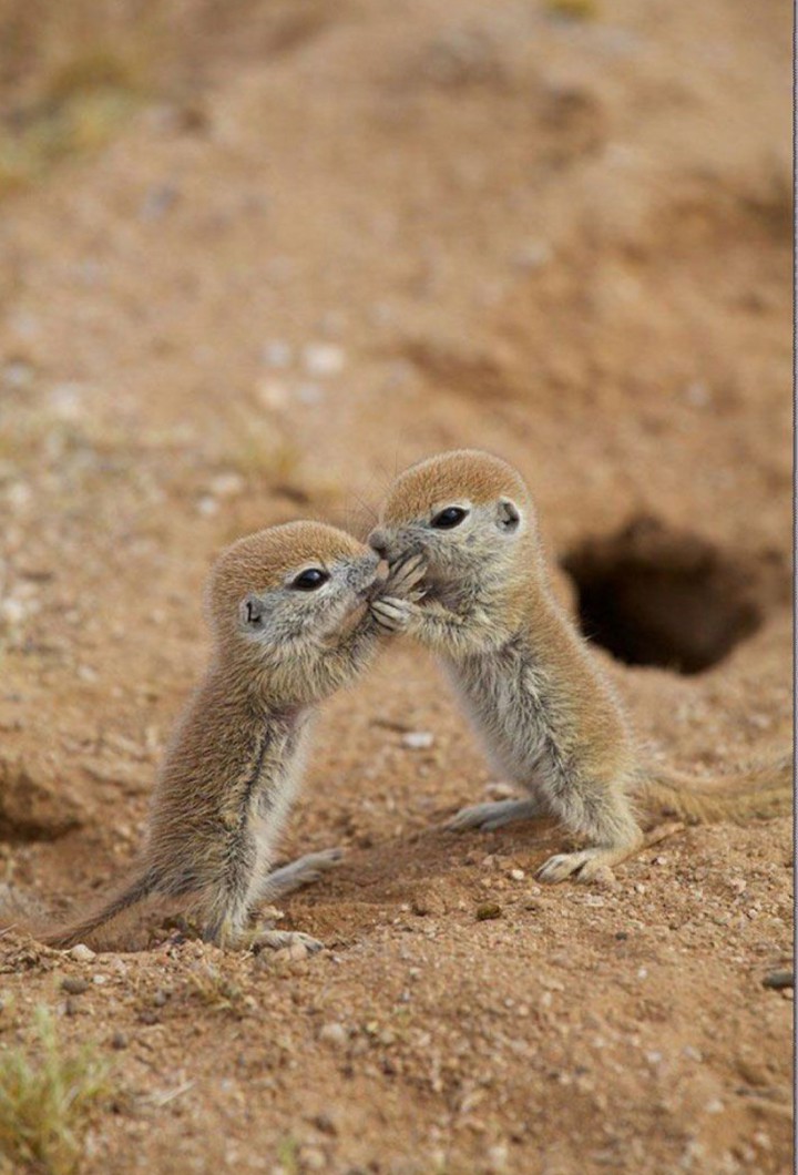 bébé animal