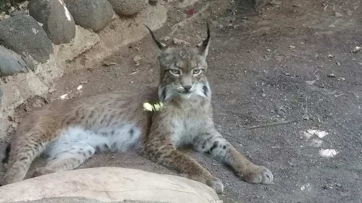 Luchs ".