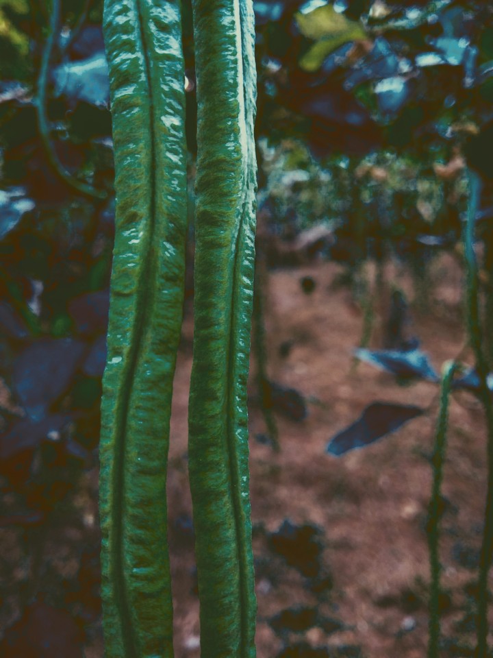 farm