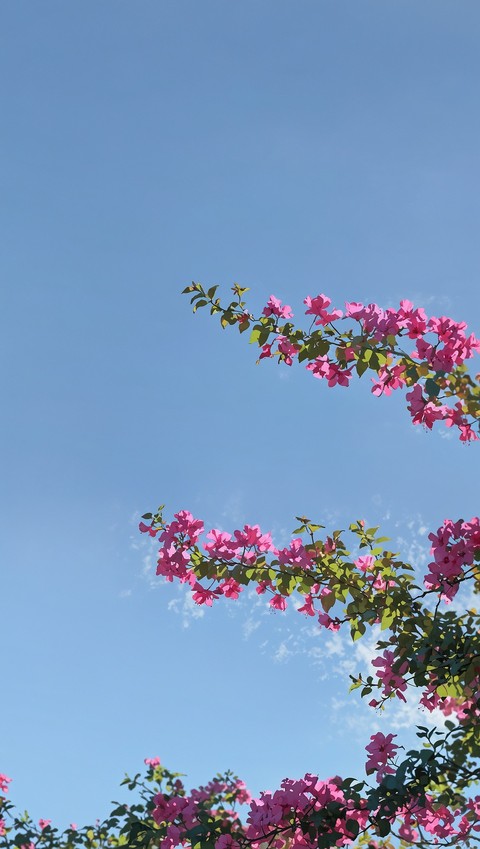 Nature's art