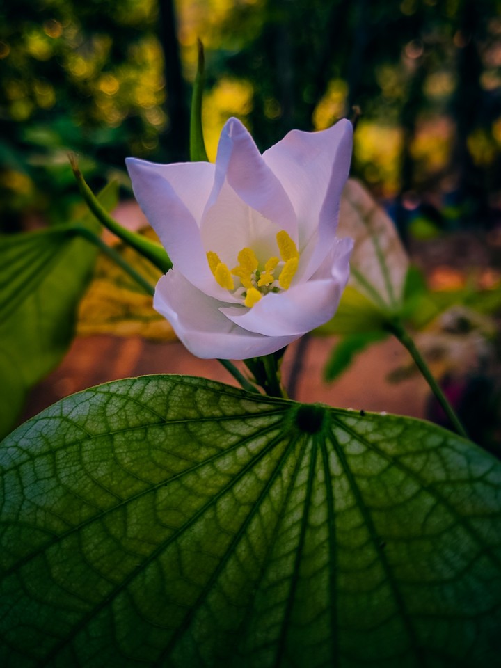 Flower