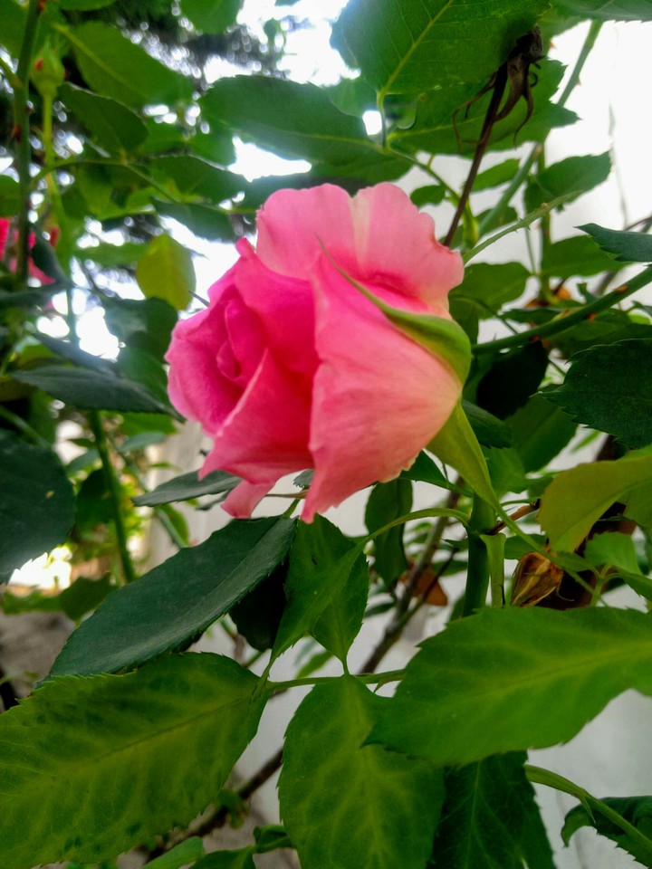 rose
