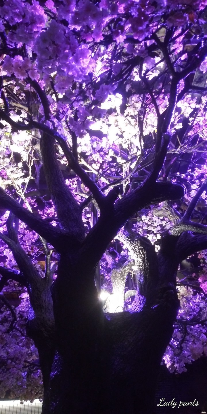 Cherry Blossoms