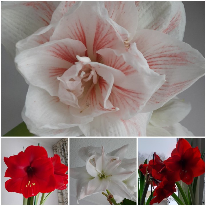 Amaryllis