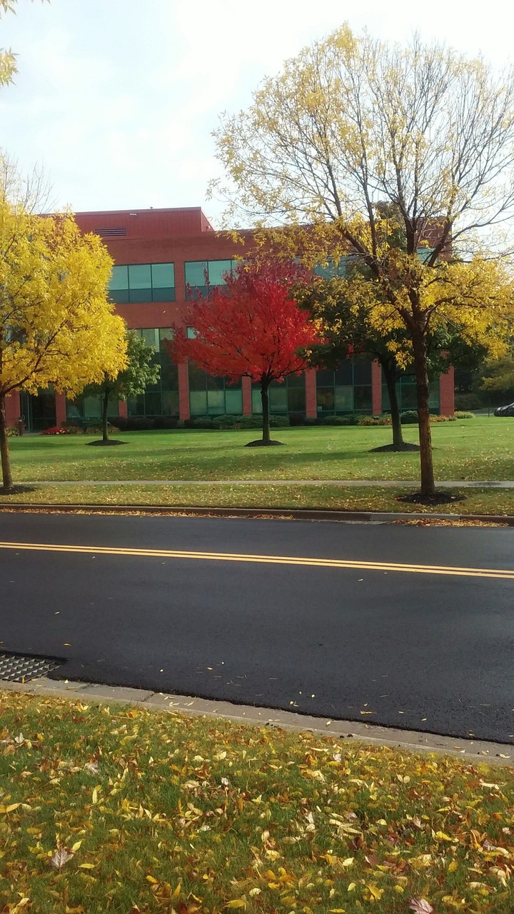 Autumn has come to Buffalo