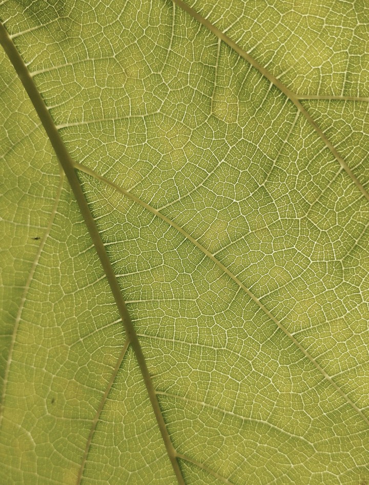 leaf