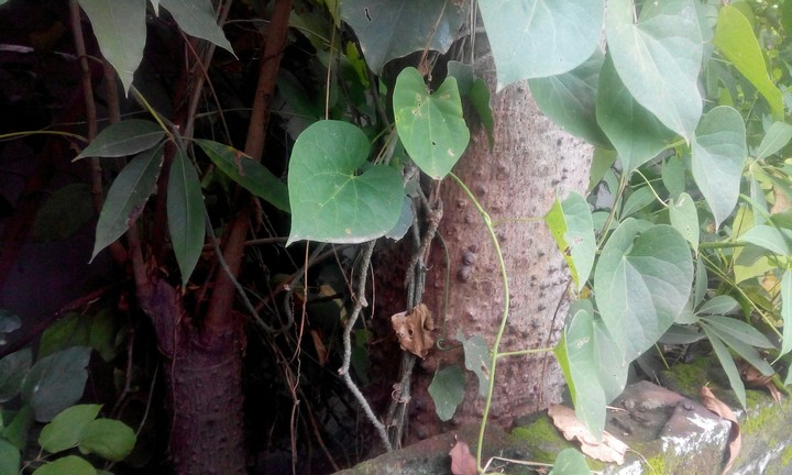 tree