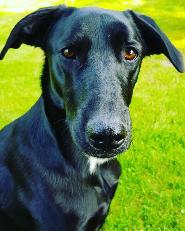 Lola
