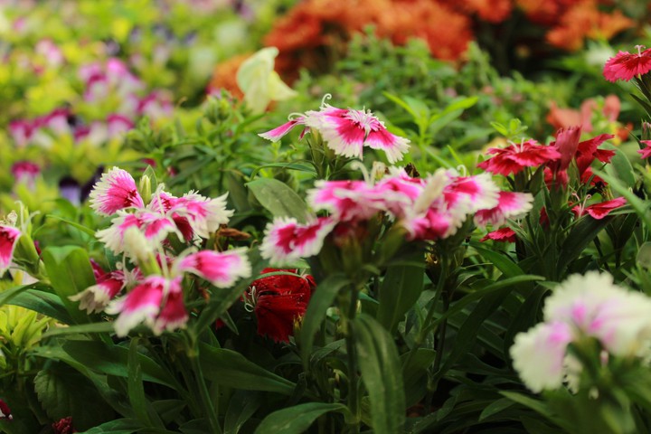 flower