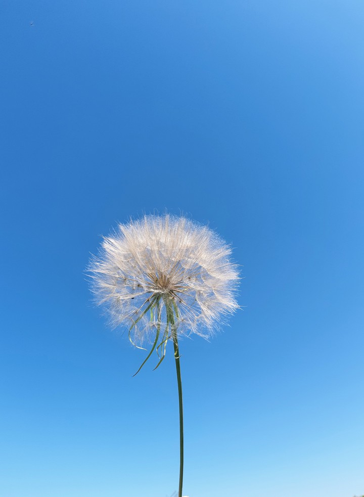 dandelion