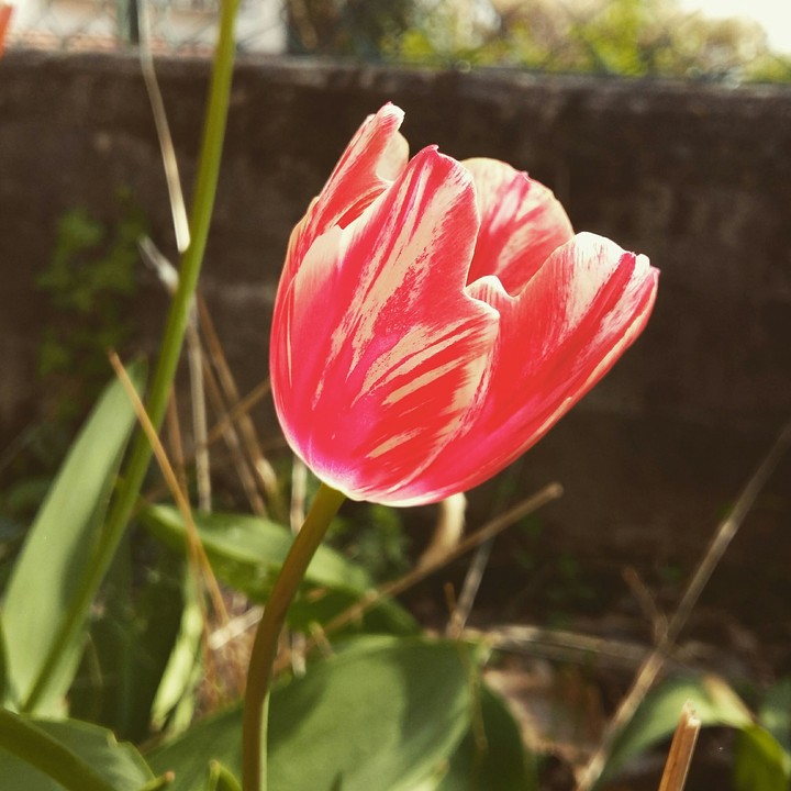 Spring 