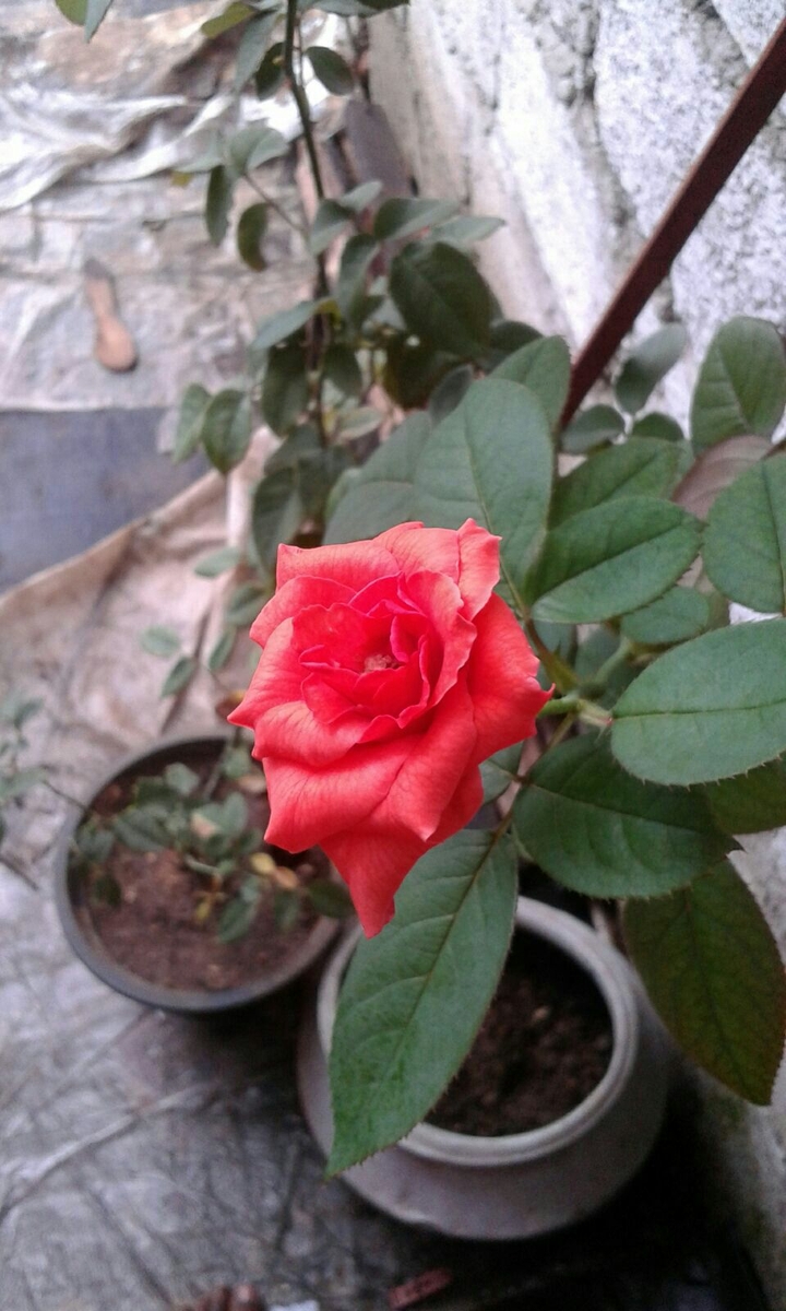 rose