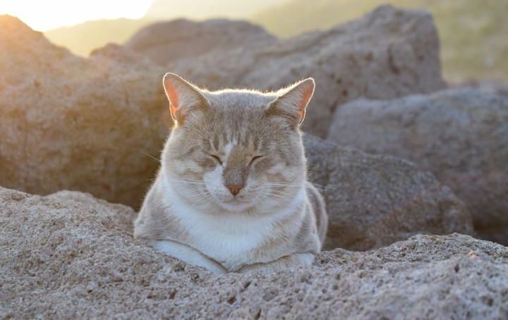 cat