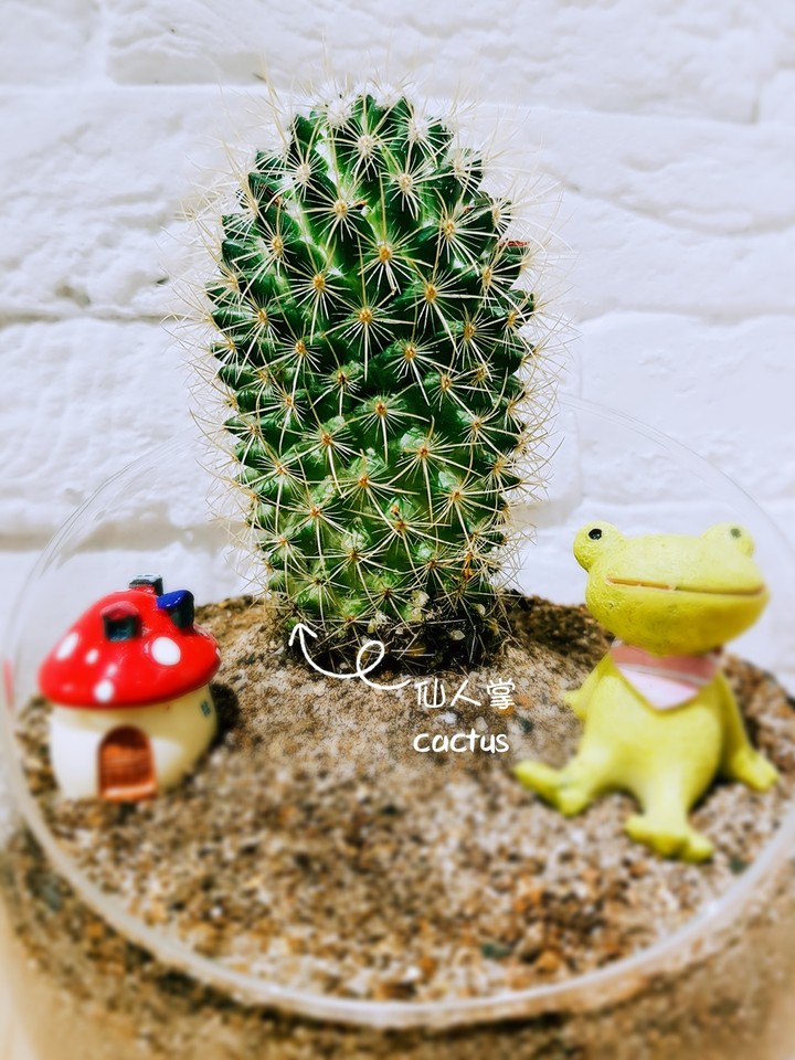 Cute cactus