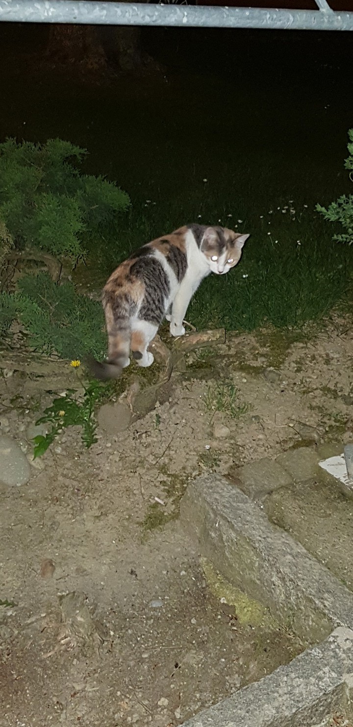 cats beautiful