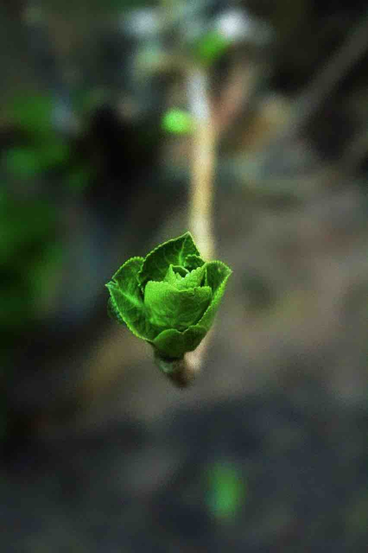 green leaf