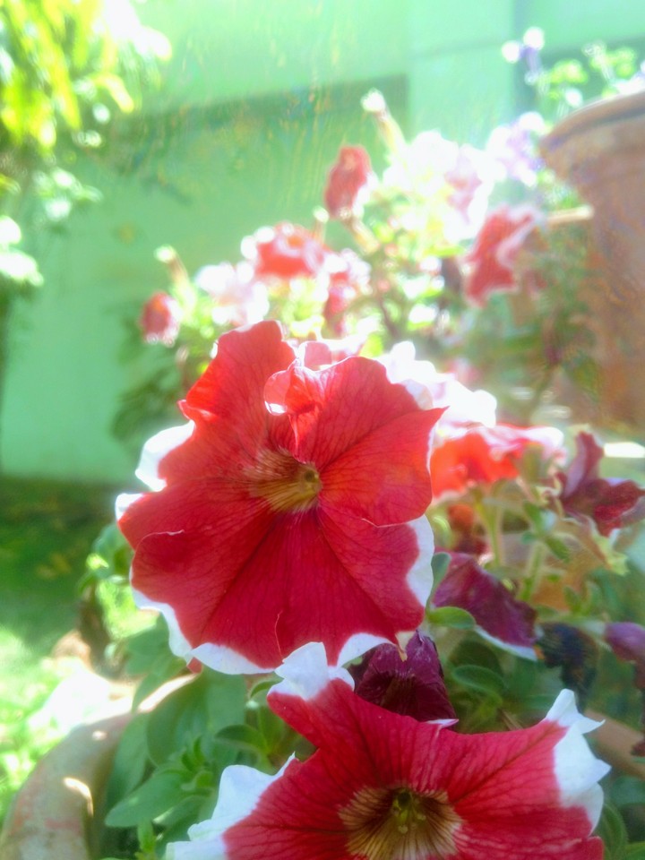 red summer flowers