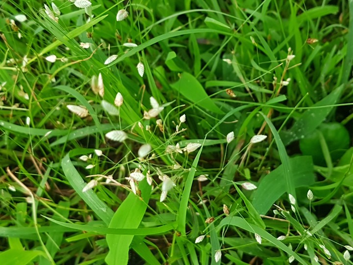 green grass roots