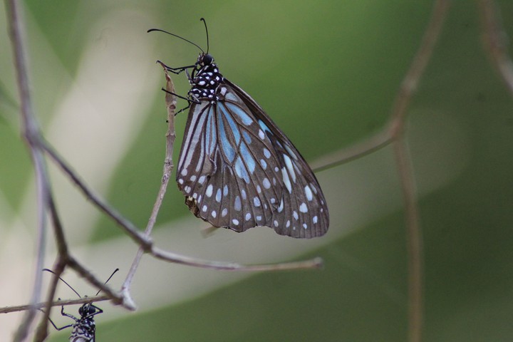 Butterfly on a wire