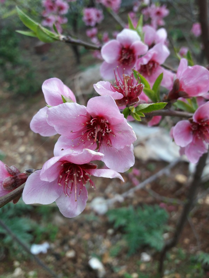 Lovely Pink