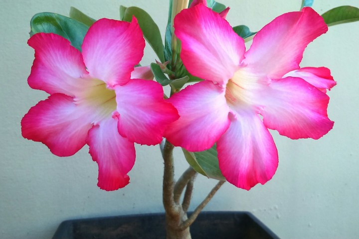 flower