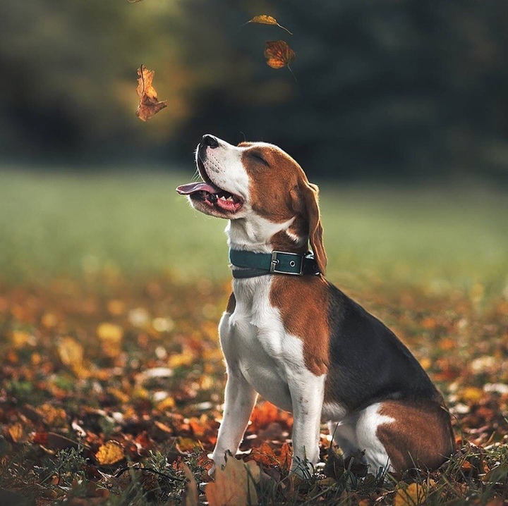 Beagle, dog, Бигль, chien