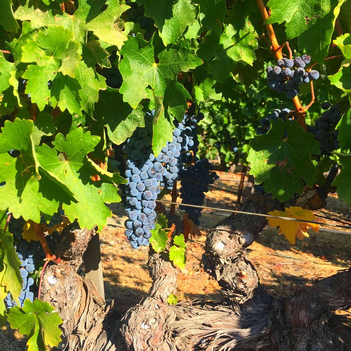 grapes