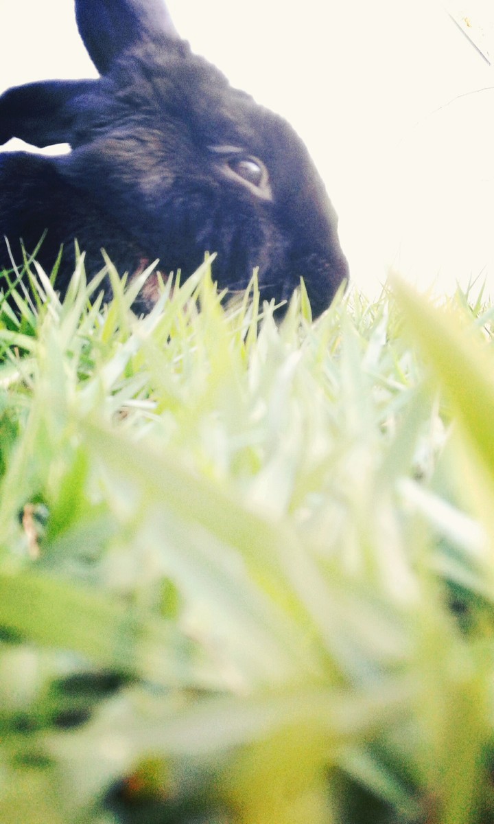 bunny