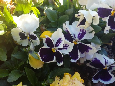 White and purple flowers.