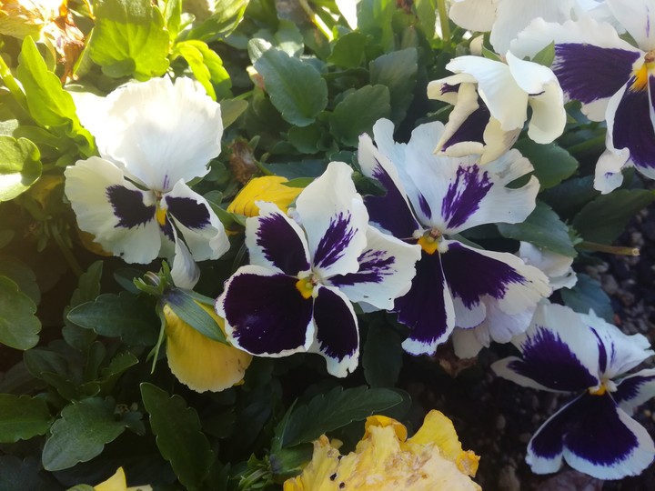 White and purple flowers.