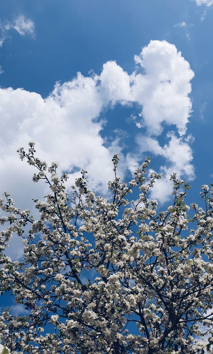 apple tree and sky