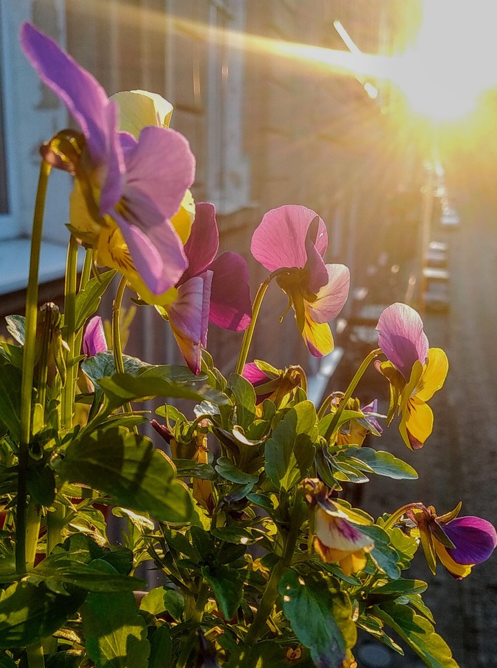 The last ray of the sun.☀️