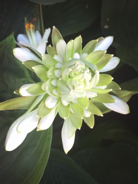 Beauty flower ❤❤❤