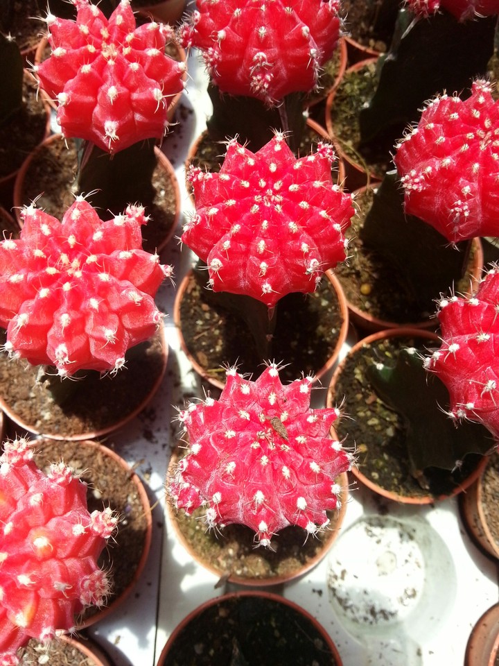 red cactus