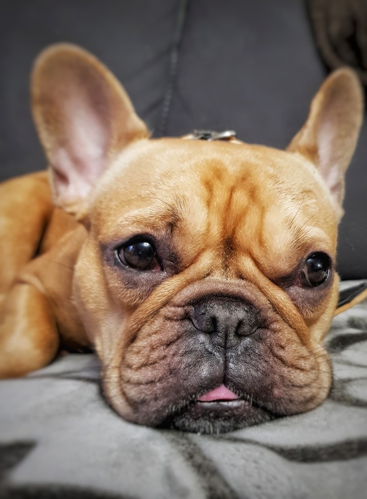 little dog