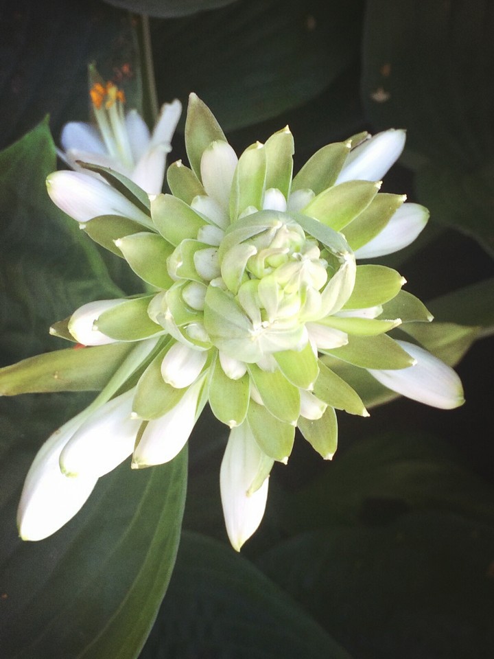 Beauty flower ❤❤❤