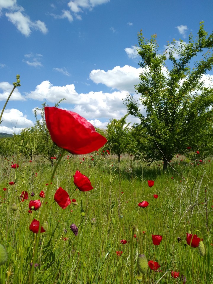 doğa