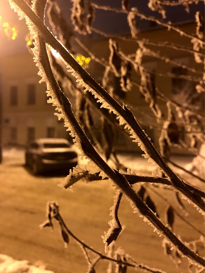 winter tree