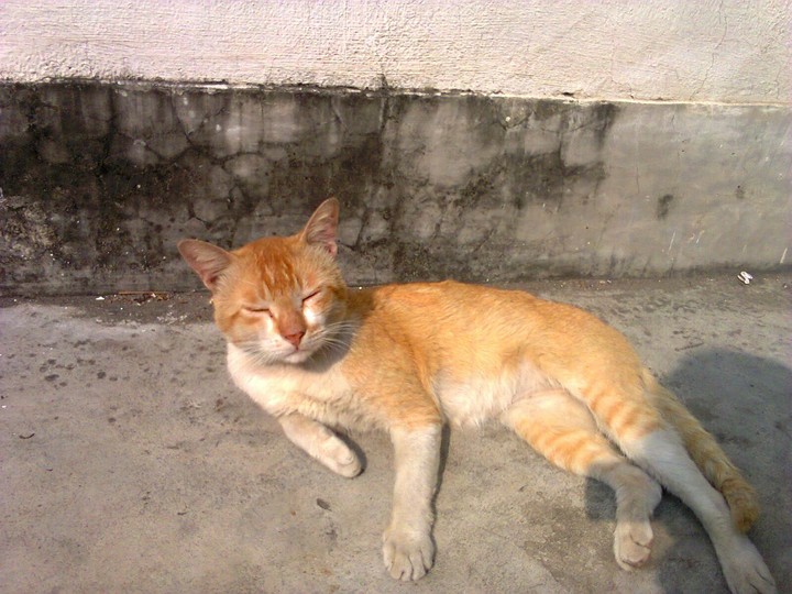 my handsome cat