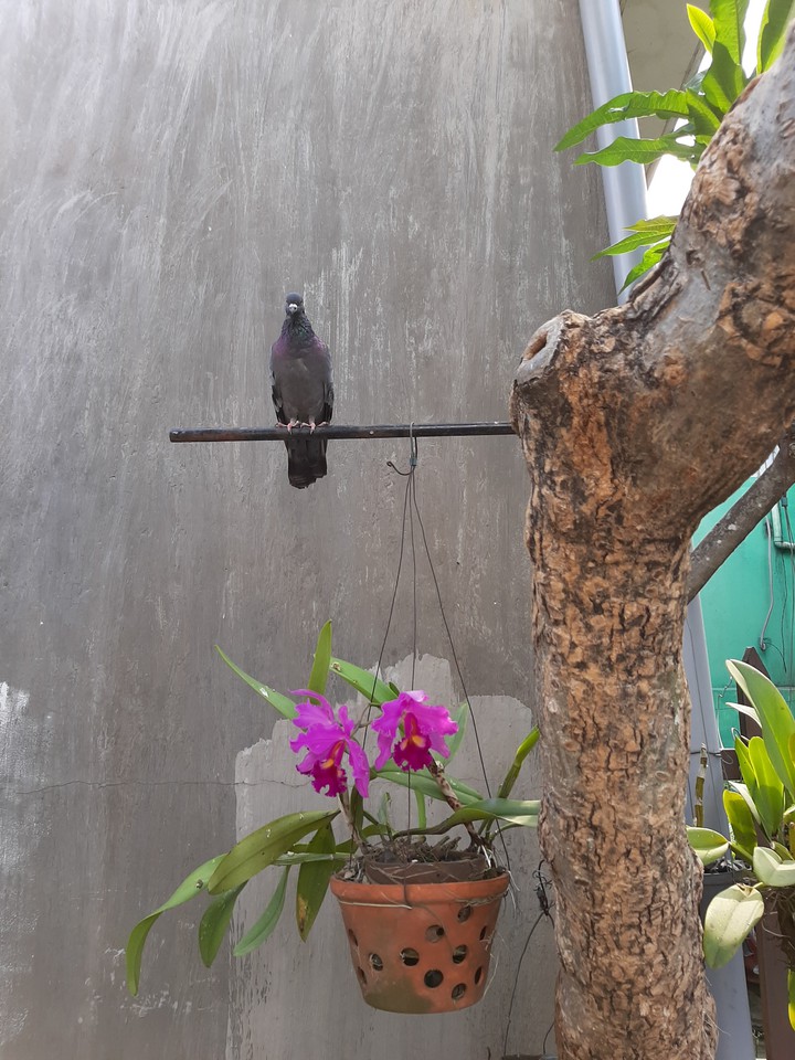 dove and flow
