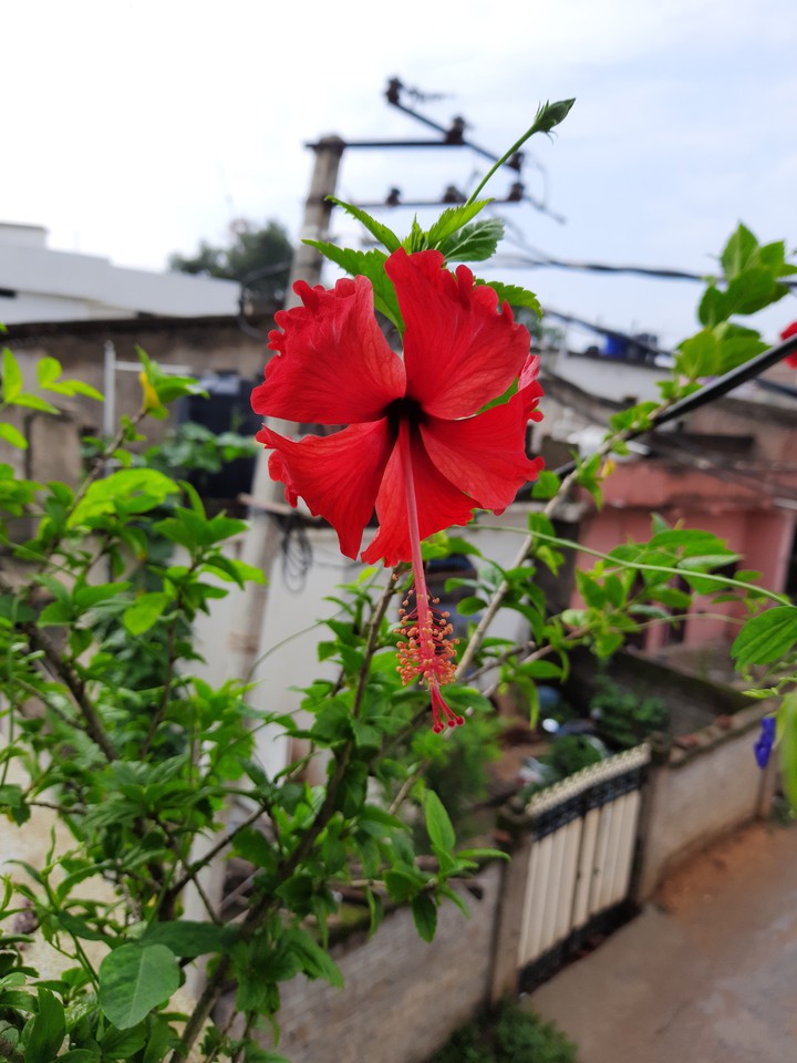 hibiscus