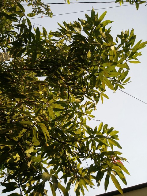 sfondi evergreen, plant