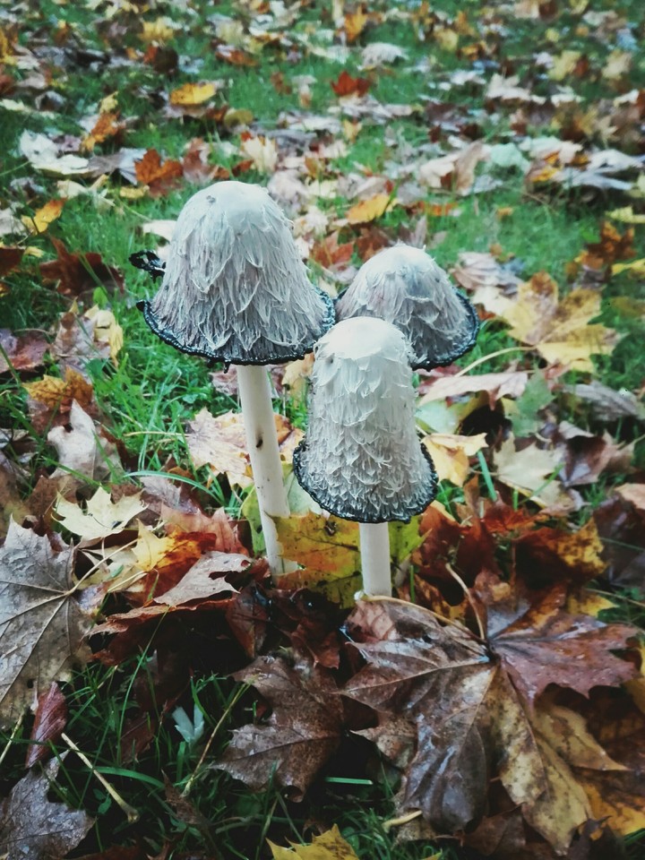 Herbst in seiner vollen Blüte